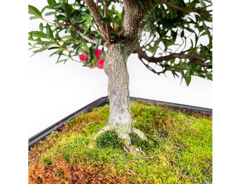 Bonsai van Azalea van 48 cm | Rechthoekig bruin plastic pot