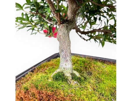 Bonsai van Azalea van 48 cm | Rechthoekig bruin plastic pot