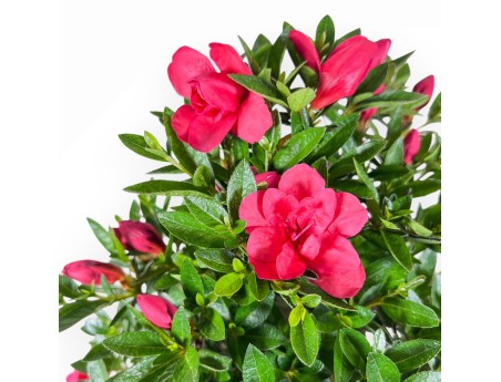 Bonsai van Azalea van 48 cm | Rechthoekig bruin plastic pot
