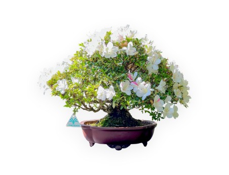 Bonsai di Azalea da 40 cm | Vaso a nuvola grès