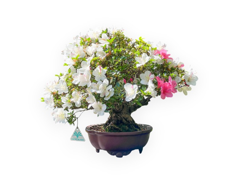 Bonsai di Azalea da 40 cm | Vaso a nuvola grès
