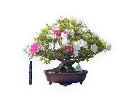 Bonsai von Azalee von 40 cm | Wolke Steingut Topf