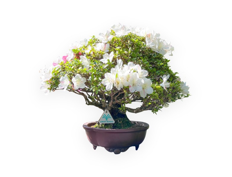 Bonsai di Azalea da 40 cm | Vaso a nuvola grès