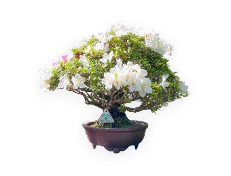 Bonsai di Azalea da 40 cm | Vaso a nuvola grès
