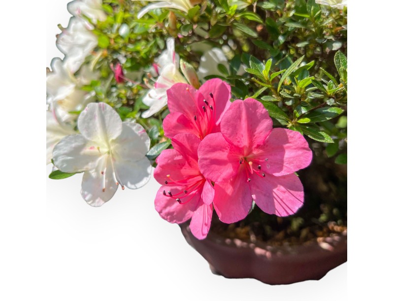 Bonsai von Azalee von 40 cm | Wolke Steingut Topf
