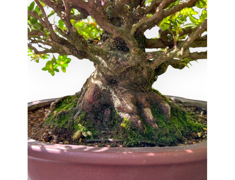 Bonsai di Azalea da 40 cm | Vaso a nuvola grès