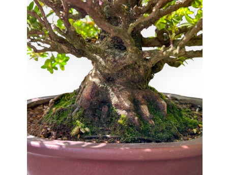 Bonsai von Azalee von 40 cm | Wolke Steingut Topf