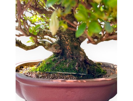 Bonsai di Azalea da 40 cm | Vaso a nuvola grès