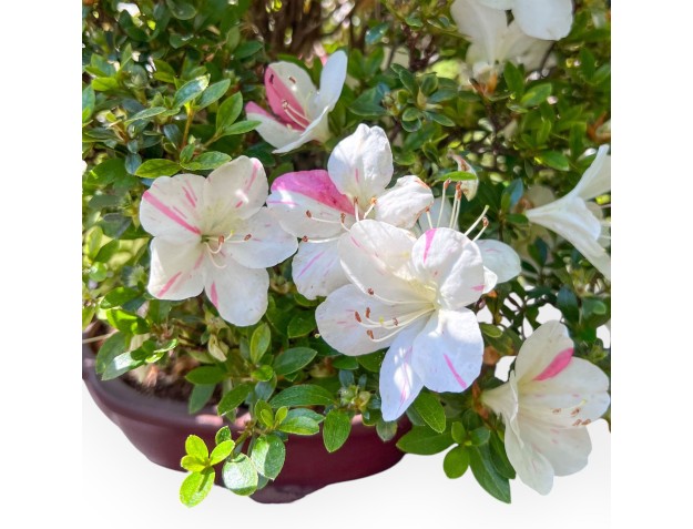 Bonsai di Azalea da 40 cm | Vaso a nuvola grès 2
