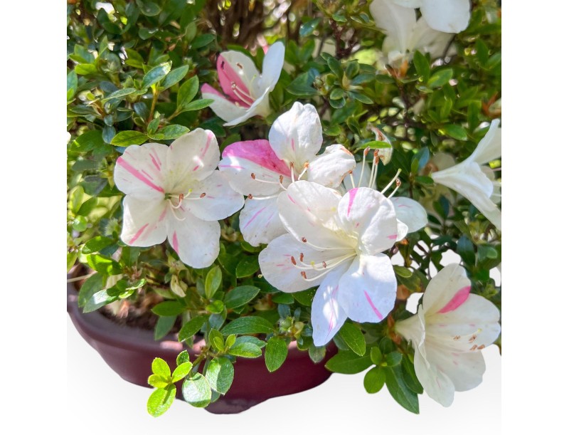 Bonsai von Azalee von 40 cm | Wolke Steingut Topf