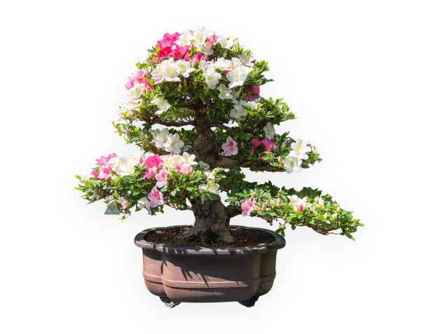 Bonsai di Azalea da 95 cm | Vaso a nuvola grès