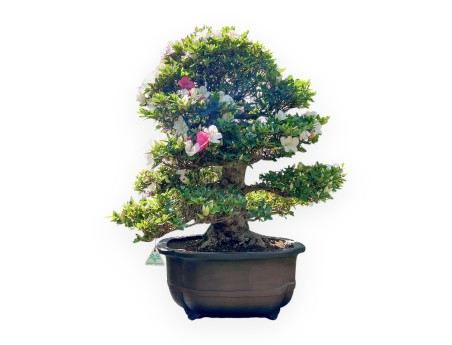 Bonsai of Azalea of 95 cm | Cloud stoneware pot