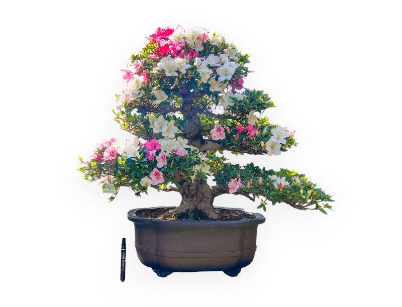 Bonsai of Azalea of 95 cm | Cloud stoneware pot