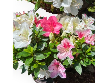 Bonsai of Azalea of 95 cm | Cloud stoneware pot