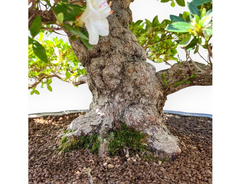 Bonsai of Azalea of 95 cm | Cloud stoneware pot