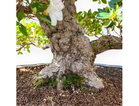 Bonsaï de Azalea de 95 cm | Pot à nuage en grès