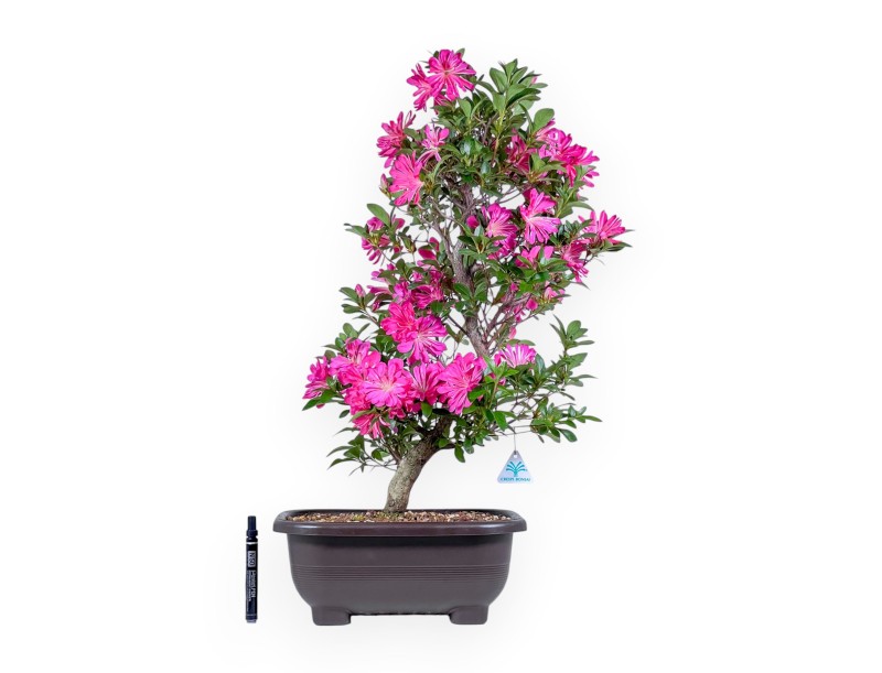 Bonsai di Azalea da 72 cm | Vaso rettangolare in plastica marrone