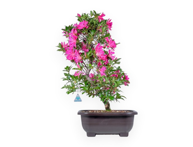 Bonsai di Azalea da 72 cm | Vaso rettangolare in plastica marrone