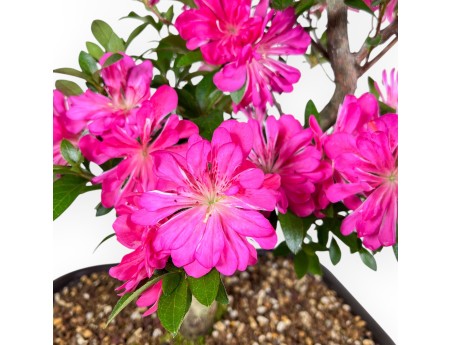 Bonsai von Azalee von 72 cm | Rechteckig braun Plastiktopf