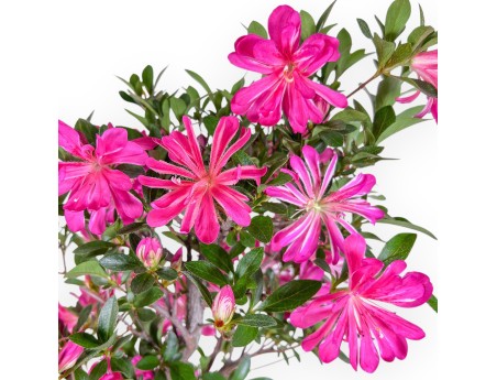 Bonsai di Azalea da 72 cm | Vaso rettangolare in plastica marrone
