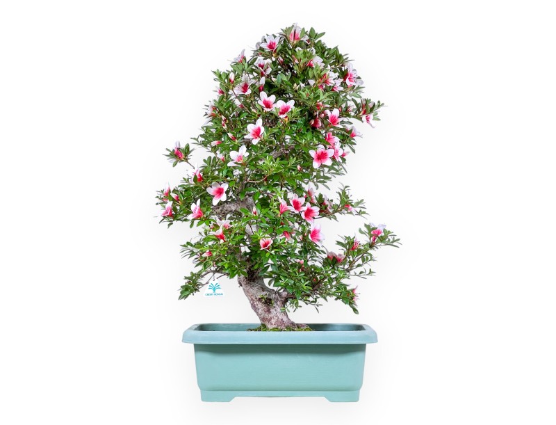 Bonsai di Azalea da 80 cm | Vaso rettangolare in plastica verde