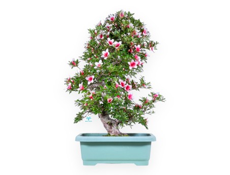 Bonsai di Azalea da 80 cm | Vaso rettangolare in plastica verde