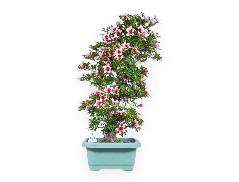 Bonsai di Azalea da 80 cm | Vaso rettangolare in plastica verde