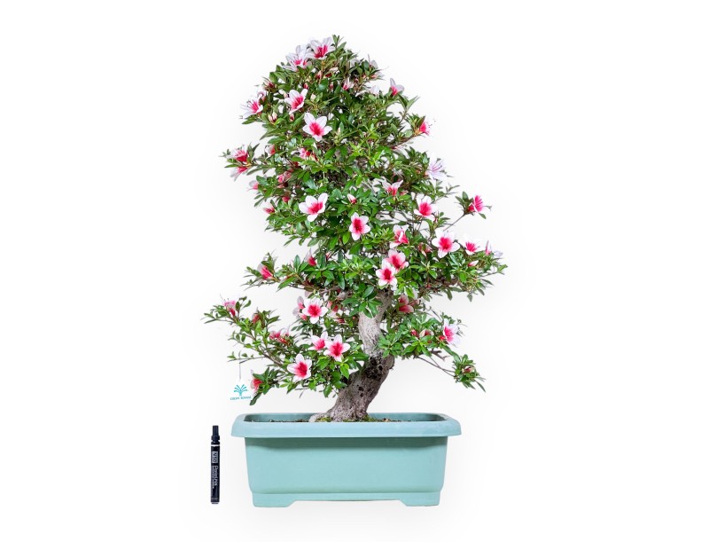 Bonsai di Azalea da 80 cm | Vaso rettangolare in plastica verde
