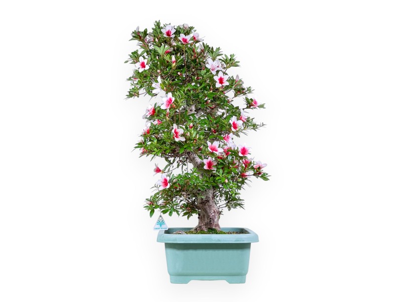 Bonsaï de azalée de 80 cm | Pot rectangulaire en plastique vert