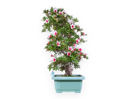Bonsai di Azalea da 80 cm | Vaso rettangolare in plastica verde