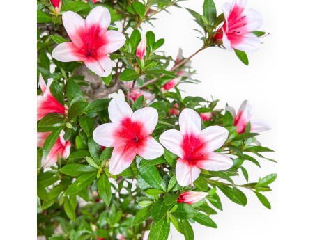 Bonsai di Azalea da 80 cm | Vaso rettangolare in plastica verde