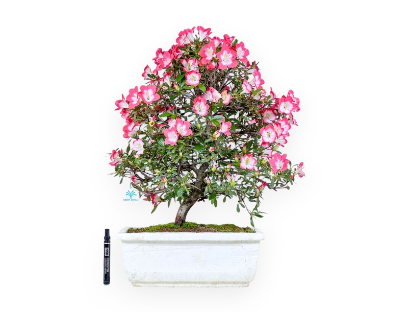 Bonsai von Azalee von 60 cm | Rechteckig weiße Styropor topf