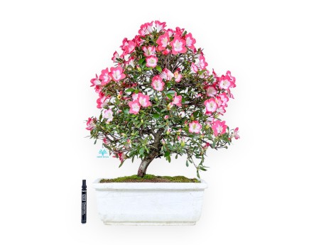 Bonsai di Azalea da 60 cm | Vaso rettangolare in polistirolo bianco