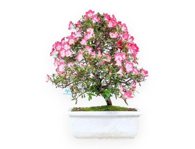 Bonsaï de azalée de 60 cm | Pot rectangulaire en polystyrène blanc