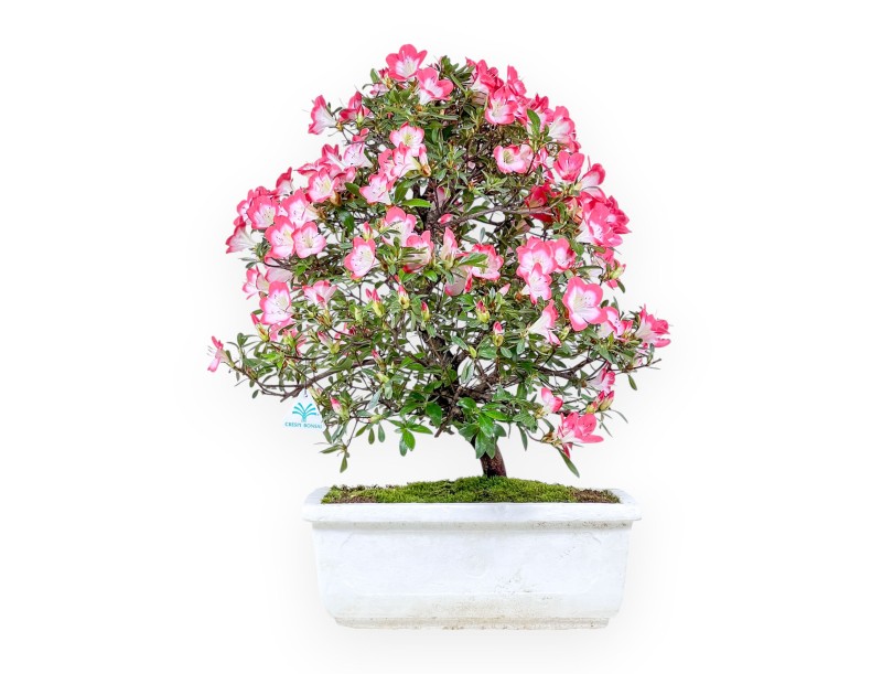 Bonsai von Azalee von 60 cm | Rechteckig weiße Styropor topf