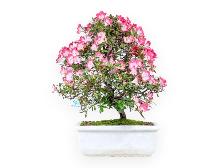 Bonsai von Azalee von 60 cm | Rechteckig weiße Styropor topf