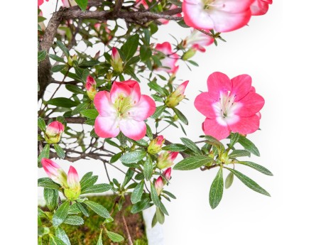 Bonsai di Azalea da 60 cm | Vaso rettangolare in polistirolo bianco