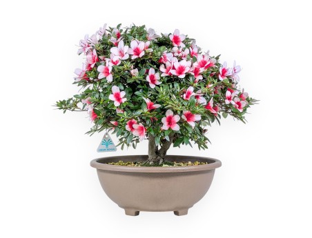 Bonsai di Azalea da 42 cm | Vaso tondo in plastica marrone