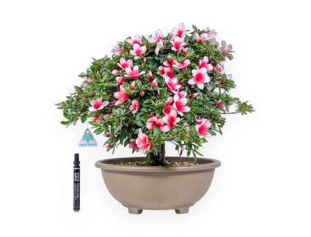 Bonsai di Azalea da 42 cm | Vaso tondo in plastica marrone
