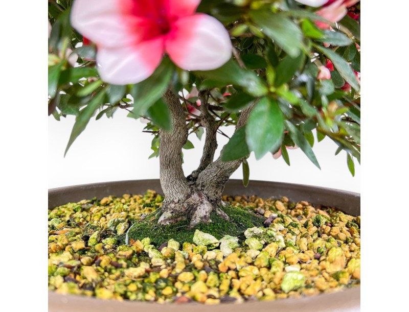 42 cm großer Azaleen-Bonsai | Runder, brauner Kunststofftopf