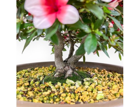42 cm großer Azaleen-Bonsai | Runder, brauner Kunststofftopf