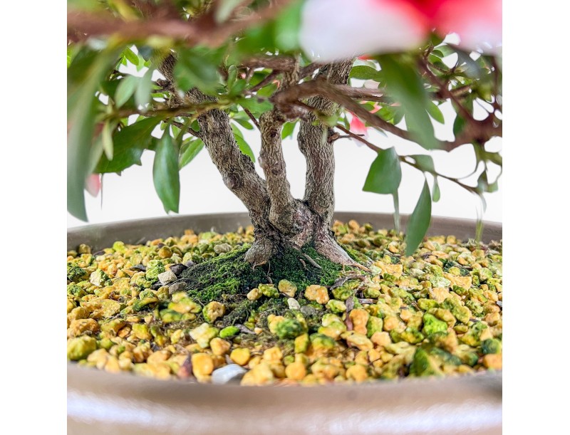 Bonsai di Azalea da 42 cm | Vaso tondo in plastica marrone