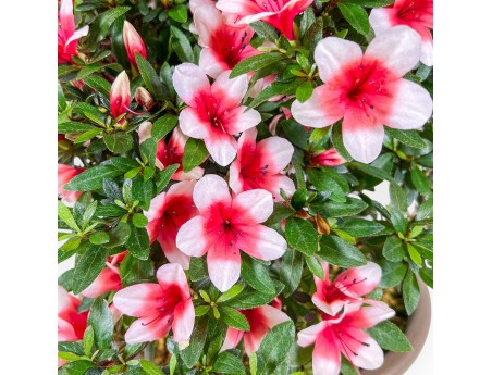 Bonsai di Azalea da 42 cm | Vaso tondo in plastica marrone