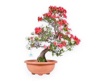 Bonsaï d'azalée de 70 cm | Pot rond en plastique marron
