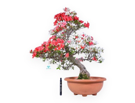 Bonsai di Azalea da 70 cm | Vaso tondo in plastica marrone