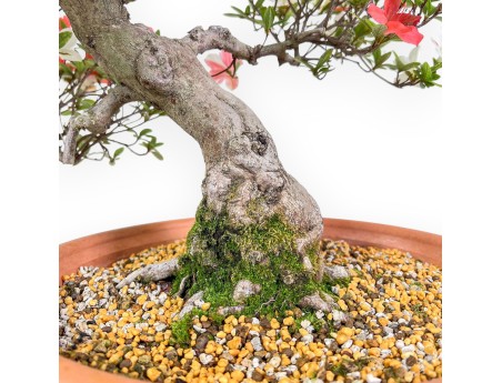 Bonsaï d'azalée de 70 cm | Pot rond en plastique marron