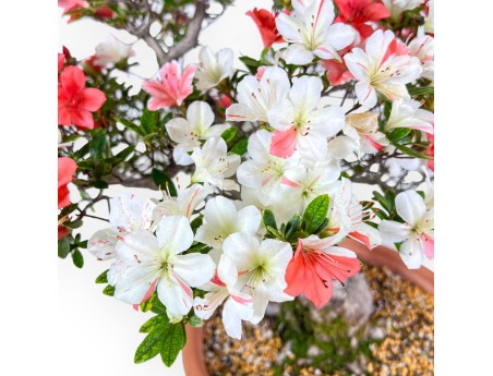 Bonsai di Azalea da 70 cm | Vaso tondo in plastica marrone