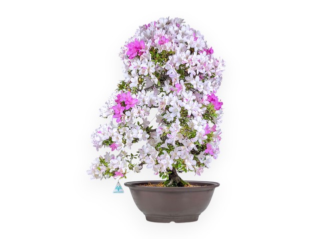 Bonsaï d'azalée de 77 cm | Pot rond en grès