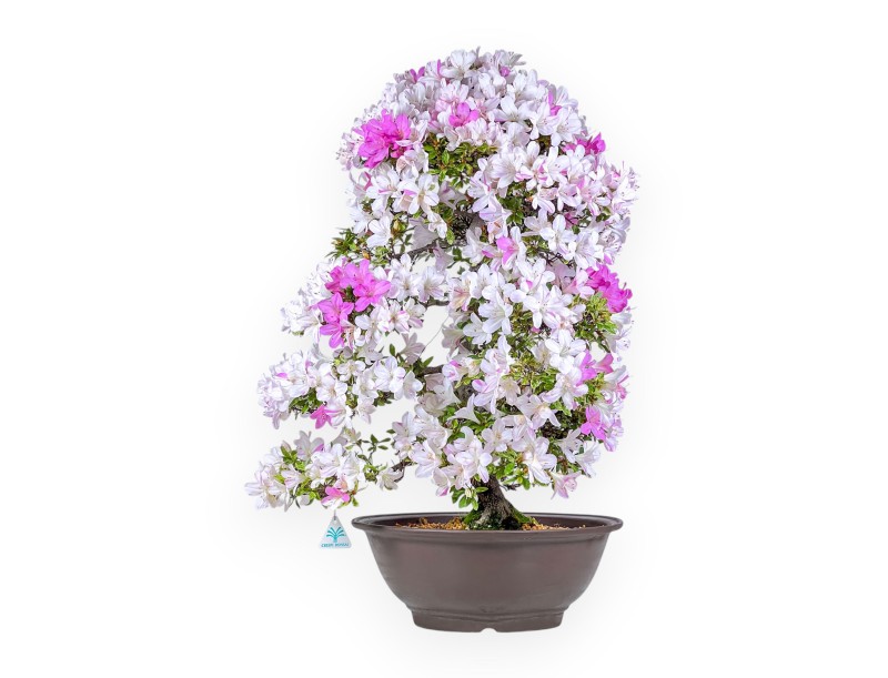 77 cm hoher Azaleen-Bonsai | Runder Steingut-Topf