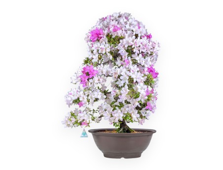 77 cm hoher Azaleen-Bonsai | Runder Steingut-Topf